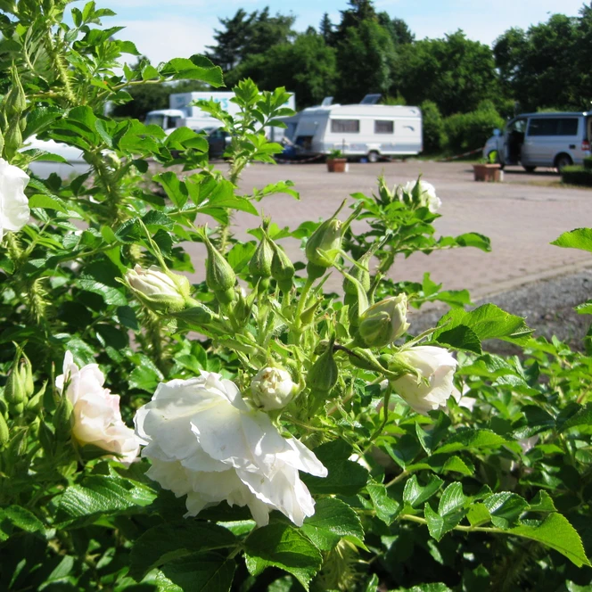 Caravanstellplatz im Seepark Auenhain © Seepark Auenhain