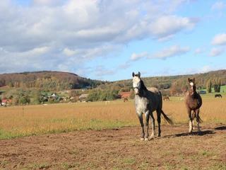 Pferde in Hohburg Lossatal