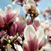 Magnolienblüte am Elsterbecken - Leipzig im Frühling