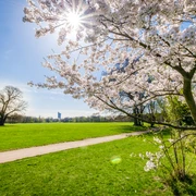 Rosental - Parks in Leipzig Blick in das Rosental nahe des Zoos Leipzig und rechts ist ein blühender Baum im Park zu sehen