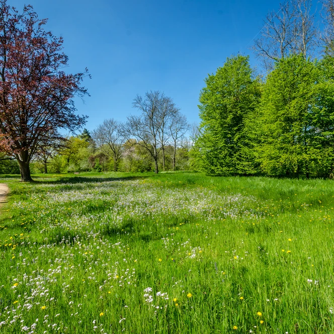 Schlosspark Lützschena, Freifläche