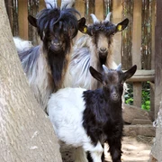 Tiergehege Dornreichenbach © Verein Tiergehege Dornreichenbach