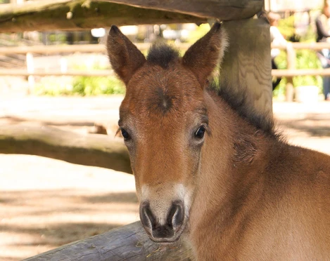 Pony im Tierpark Geithain - Familienausflug in die Leipzig Region Ein niedliches Pony des Tierparks Geithain schaut neugierig in die Kamera, im Hintergrund sind Holzpfähle des Geheges zu sehen, Familienausflug, Freizeit, Leipzig und Region