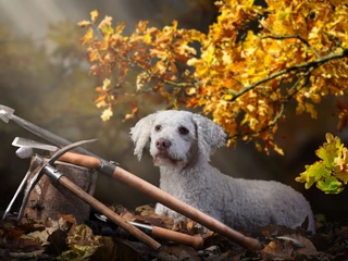 Trüffeljäger Eilenburg Hund Frida - Regionale Produkte aus Leipzig