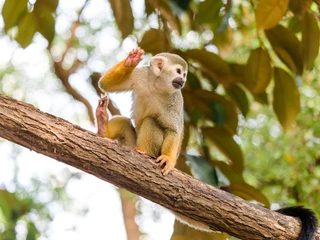 Totenkopfaffe im Zoo Leipzig - Tierisches Leipzig Ein Totenkopfaffe sitzt auf einem Ast im Grünen im Zoo Leipzig in der Erlebniswelt Gondwanaland, Familie, Kinder, Freizeit, Ausflug