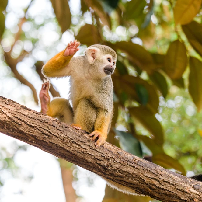 Totenkopfaffe im Zoo Leipzig - Tierisches Leipzig