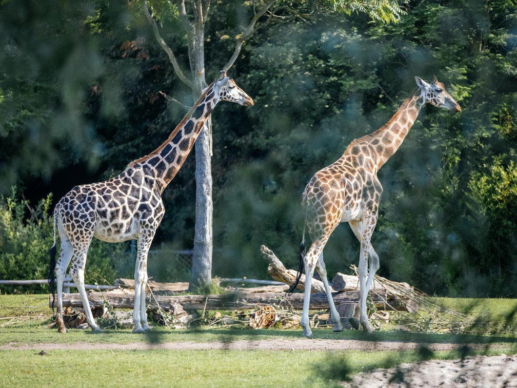 Zoo Schaufenster, Giraffen