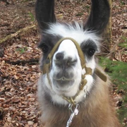 Lama
