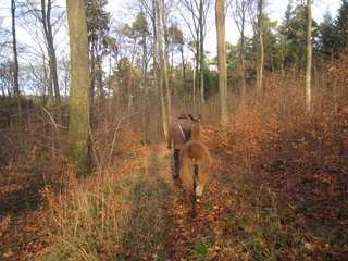Lama im Wald