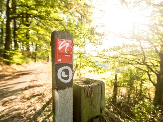 neanderland STEIG Wegmarkierung Wegweiser des neanderland STEIGs in einem lichten Wald, Sonnenlicht bricht durch die Bäume.