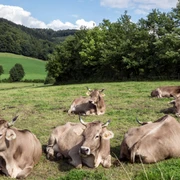 Kühe auf der Wiese Braune Kühe ruhen entspannt auf einer grünen Wiese, umgeben von Bäumen und sanften Hügeln.