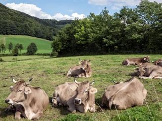 Kühe auf der Wiese Braune Kühe ruhen entspannt auf einer grünen Wiese, umgeben von Bäumen und sanften Hügeln.