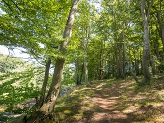 Natur pur auf dem neanderland STEIG Laubwald mit gewundenem Wanderpfad, Bäume strecken sich in den blauen Himmel, Sonnenlicht flutet sanft.