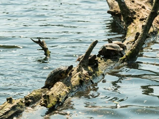Schildkröten am Abtskücher Teich in Heiligenhaus Schildkröten sonnen sich auf einem im Wasser liegenden Ast im Abtskücher Teich, umgeben von ruhigem Wasser.
