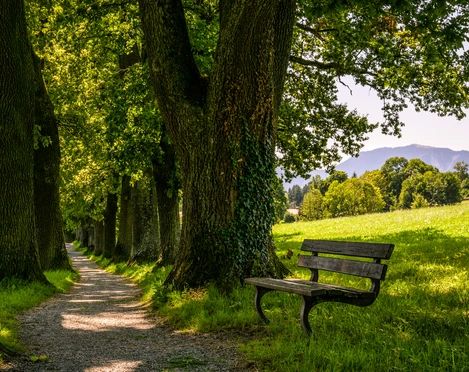Kottmüller Allee_Sommer@thomas Rychly.jpg