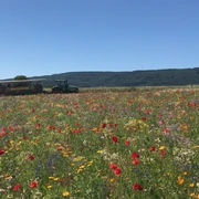 Mohnschnecke mit Menschen an Blumwiese Germerode (c) Sabine Budde