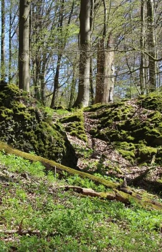 Reste der Altenburg