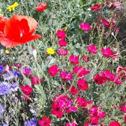 Frau Holles Blumenwiese Juli(c)Claudia Krabbes