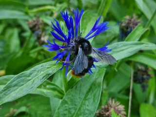 Steinhummelkönigin an Flockenblume Hummelwerkstatt Naumburg