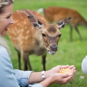 Wildpark Frankenberg (Eder)