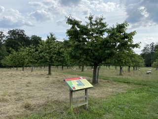 IMG_5482.jpg Grüne Wiese mit Bäumen, Informationstafel und grasenden Schafen im Hintergrund.