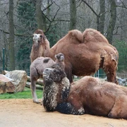 Tierpark-Trampeltier-JanKlösters-Stadt Chemnitz.JPG