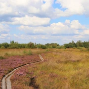 Moorpadd Neustädter Moor