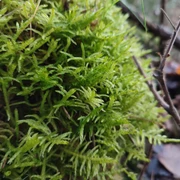 Grünes Moos bedeckt den Waldboden, eng verflochten und feucht. Zweige und Blätter liegen verstreut.