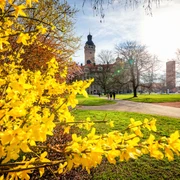 Forsythie-Neues-Rathaus-Frühling-Freizeit-Philipp-Kirschner-leipzig.travel