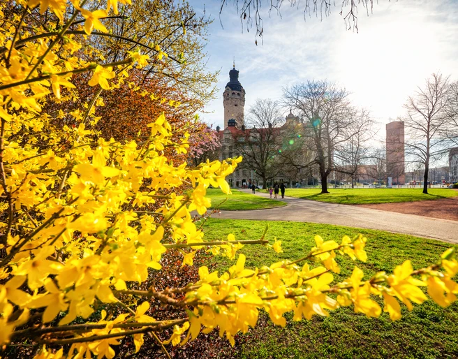 Forsythie-Neues-Rathaus-Frühling-Freizeit-Philipp-Kirschner-leipzig.travel
