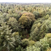 Erdmann Wald  Niedersächsische Landesforsten