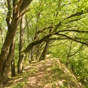 Entlang der Leichlinger Sandberge Wanderweg entlang eines grünen Waldes mit hohen Bäumen und schattigen Bereichen in den Leichlinger Sandbergen.