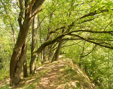 Entlang der Leichlinger Sandberge Wanderweg entlang eines grünen Waldes mit hohen Bäumen und schattigen Bereichen in den Leichlinger Sandbergen.