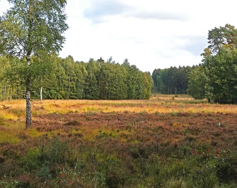 Ohligser Heide bei Hilden Weite Heidefläche in der Ohligser Heide, umgeben von Birken und Wald am Horizont unter blauem Himmel.