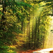 Sonnenstrahlen im Schützenwald