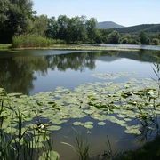 Bruchteiche am P7 (c) Hanna Wallbraun (7)