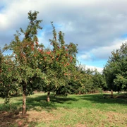 Obstwiese der Biologischen Station bei Haus Bürgel in Monheim am Rhein Obstbäume mit reifen Äpfeln auf einer grünen Wiese unter teils bewölktem Himmel in Monheim am Rhein.