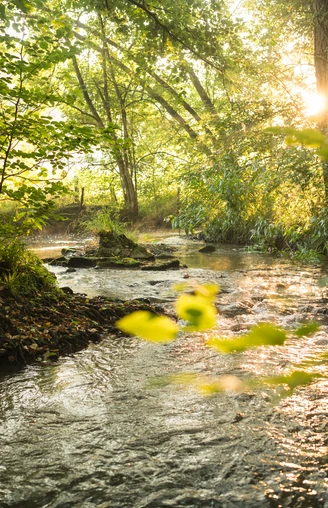 Fluss Düssel im Neandertal bei Erkrath/Mettmann Ein Fluss fließt durch einen grünen Wald, Sonnenlicht fällt durch die Bäume auf das Wasser.