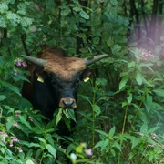 Auerochse im Eiszeitlichen Wildgehege im Neandertal bei Erkrath Ein Auerochse steht zwischen üppigem Grün und rosa Blüten im Wildgehege im Neandertal bei Erkrath.