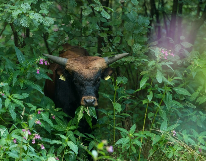 Auerochse im Eiszeitlichen Wildgehege im Neandertal bei Erkrath Ein Auerochse steht zwischen üppigem Grün und rosa Blüten im Wildgehege im Neandertal bei Erkrath.