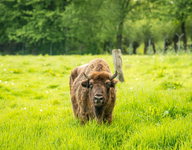 Wisent im Eiszeitlichen Wildgehege im Neandertal bei Erkrath Ein Wisent steht auf einer weitläufigen grünen Wiese des eiszeitlichen Wildgeheges im Neandertal.