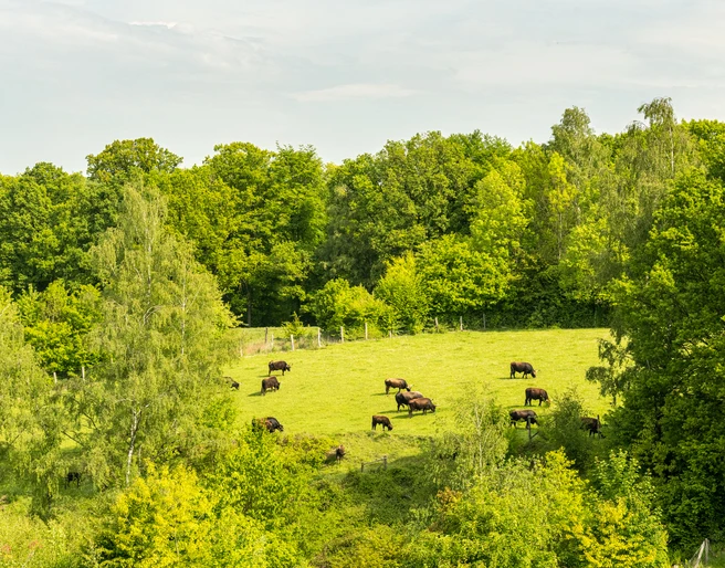 Auerochsen im Eiszeitlichen Wildgehege im Neandertal bei Erkrath Auerochsen grasen auf einer grünen Lichtung, umgeben von einem dichten Wald im Neandertal.