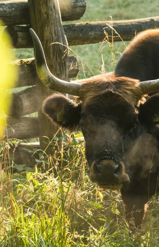 Auerochse im Eiszeitlichen Wildgehege im Neandertal bei Erkrath Ein Auerochse steht im Wildgehege Neandertal bei Erkrath, umgeben von einem Holzzaun und Sonnenlicht.