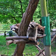 Willkommen im Naturschutz-Tierpark Görlitz/Zgorzelec!