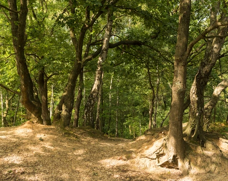 Leichlinger Sandberge nahe Langenfeld Unter schattigen Bäumen formen sanfte Sanddünen eine natürliche Landschaft bei den Leichlinger Sandbergen.