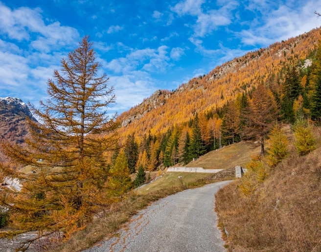 Goldene Herbstfarben im Simplon Süd - Hittuwald Goldene Herbstfarben im Simplon Süd - Hittuwald - Panoramaweg
