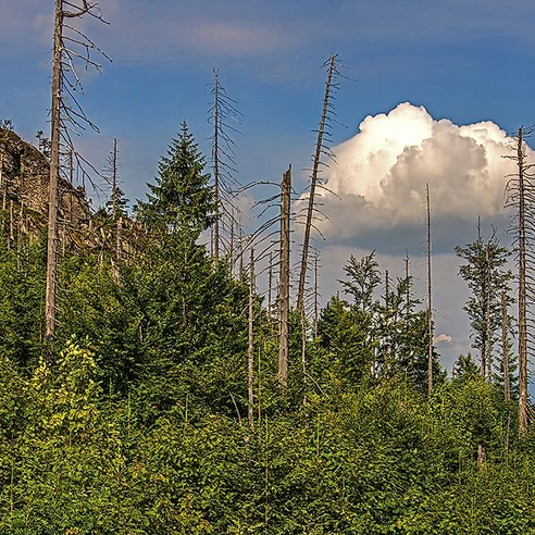 Wilder Wald am Rachel