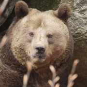 Bär