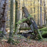 Urwaldgebiet Mittelsteighütte