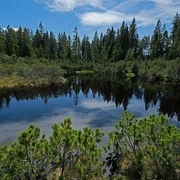 Moorauge